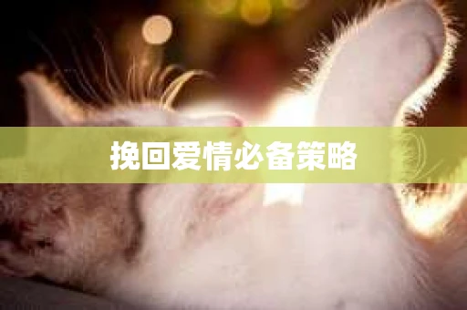 挽回爱情必备策略